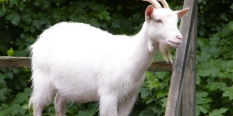 chevre